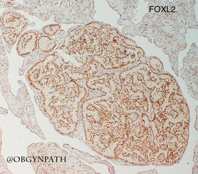 Katja Gwin M.D. tweet media