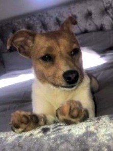 DogLostUK's tweet photo. #LOST #DOG GYPSY
Female #JackRussellTerrier White & Tan Young Adult
#Missing from her home in #Clonegal #CoCarlow
#Ireland #EIRE #SouthernIreland
Friday 26th July 2019
#LostDog @SAMPAuk_ @VetsGetScanning
https://t.co/WZM3hPFiXx https://t.co/ORJkrMTrfq