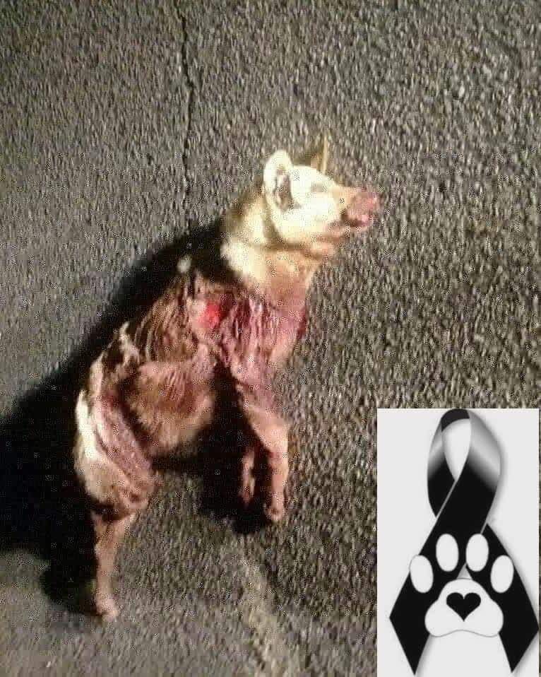 refuasis's tweet photo. ESTA LUCHA NOS UNE POR ELLOS
Hoy todos somos RUBIO del Mar del Tuyu, asesinado cruelmente por un insano mental que va a pagar por lo que hizo aunque nos cueste la vida a todos.
¡CON LOS ANIMALES NO! https://t.co/lfNpuic9jg