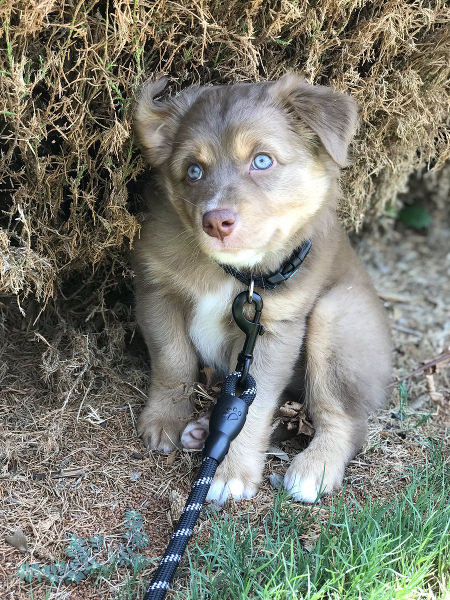 Ericalynn11811's tweet photo. Just to brighten your day, here’s a few pictures of my puppy 😍 https://t.co/ZVrM3KYcir