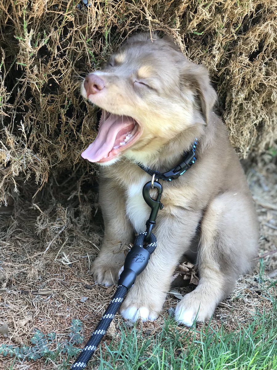 Ericalynn11811's tweet photo. Just to brighten your day, here’s a few pictures of my puppy 😍 https://t.co/ZVrM3KYcir