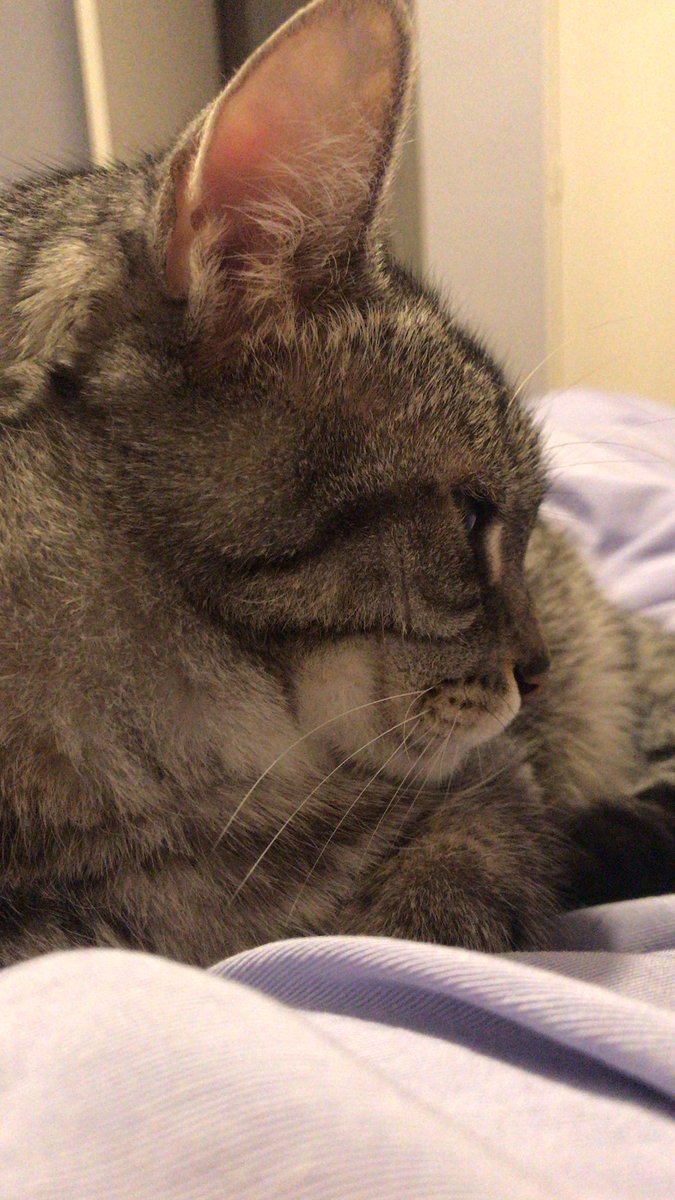 phoebeannecat's tweet photo. https://t.co/GtbHvcSr6N