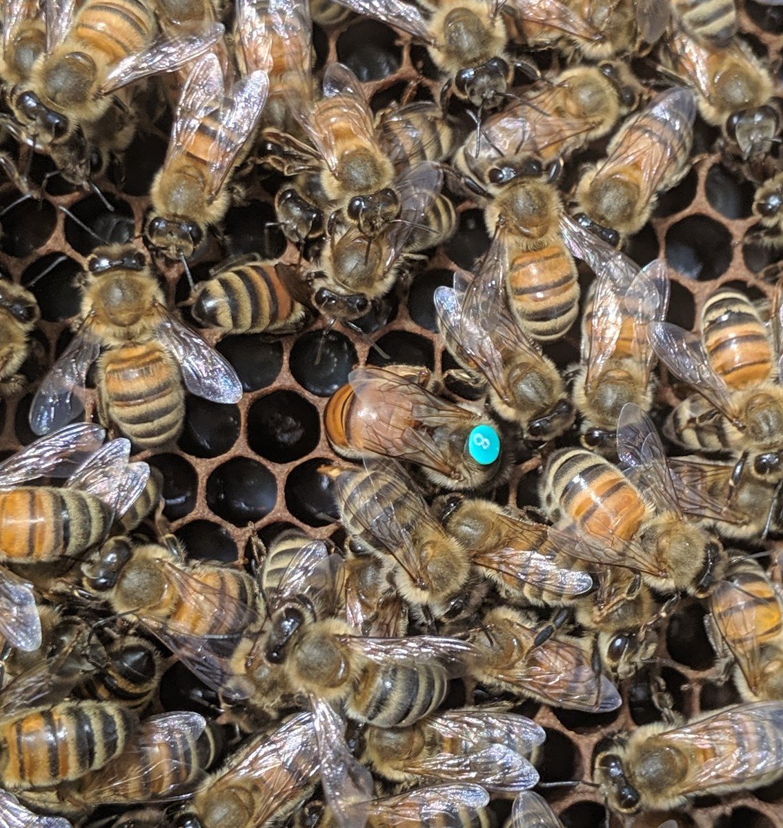 beescapepsu's tweet photo. Recently, our Lab Manager Kate Anton has been experimenting with single-drone insemination (SDI) queens - this results in a colony where all workers are full siblings (instead of many half-sisters). Look at this pic of SDI Queen #8 laying eggs! #beescape #beekeeping #Honeybees https://t.co/PgMWy5Ru2p