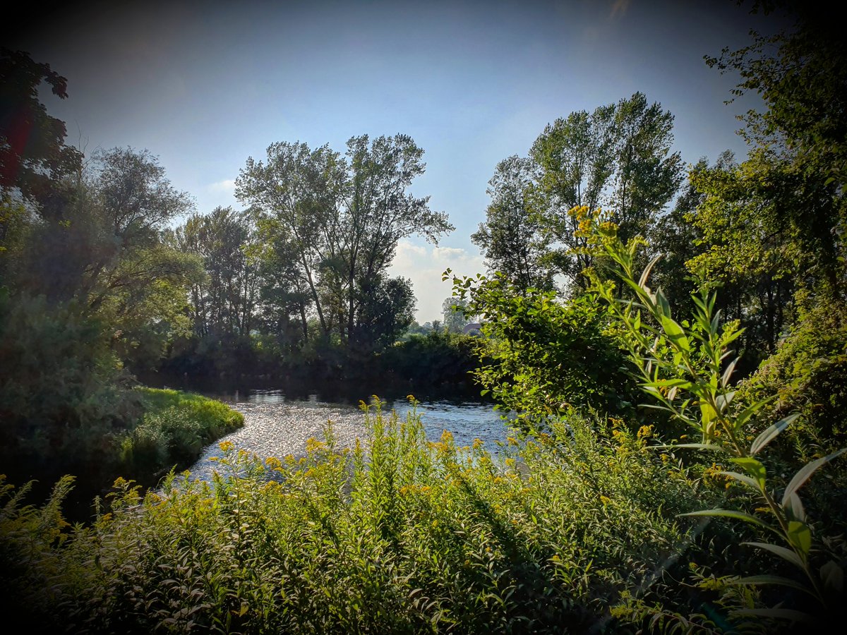 saskica22's tweet photo. #wildflowers #river #Ljubljanica #Podgrad #Ljubljana #Slovenia #Slovenija https://t.co/8621NULl25