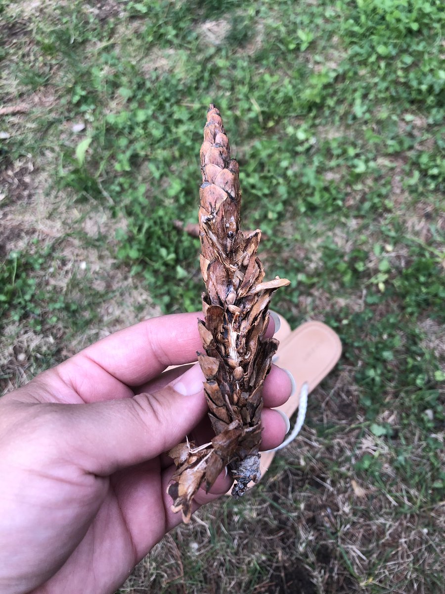 VogelWendi's tweet photo. What do you do when you are in charge of the dog and everyone else is on the hay ride? Well, after 1 full week of #MLPBL, you peel apart pine cones to find seeds of course. #squirrelnerd @NGSS_tweeps https://t.co/SdASUTe8CQ