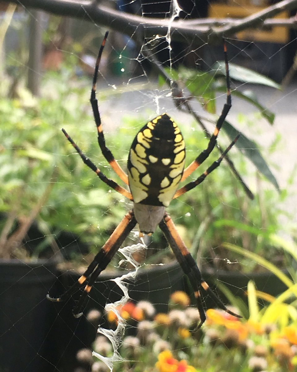 botanyscholar's tweet photo. This spider does not do its justice! What a cool spider to find at work! 😍🕷🕸#spider #entomology #araneidae #argiope #gardenfriends #spiderweb #botanyscholar #mckinelyspider #zigzagspider #newjersey #morriscountynj #chesternj #gardencenter https://t.co/E6mZ6oSoDB