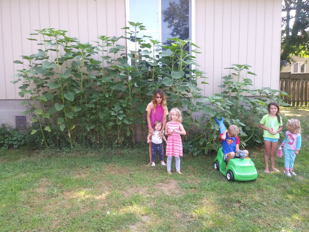 Our Sunflowers are getting huge!! #Bringbackthebees #veseys