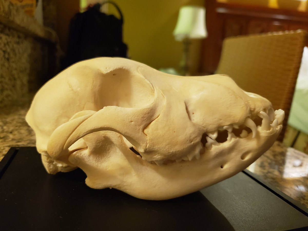 kaeliemc's tweet photo. Fido, the goodest of boys. #skeletoncrew https://t.co/HfSdONrObX