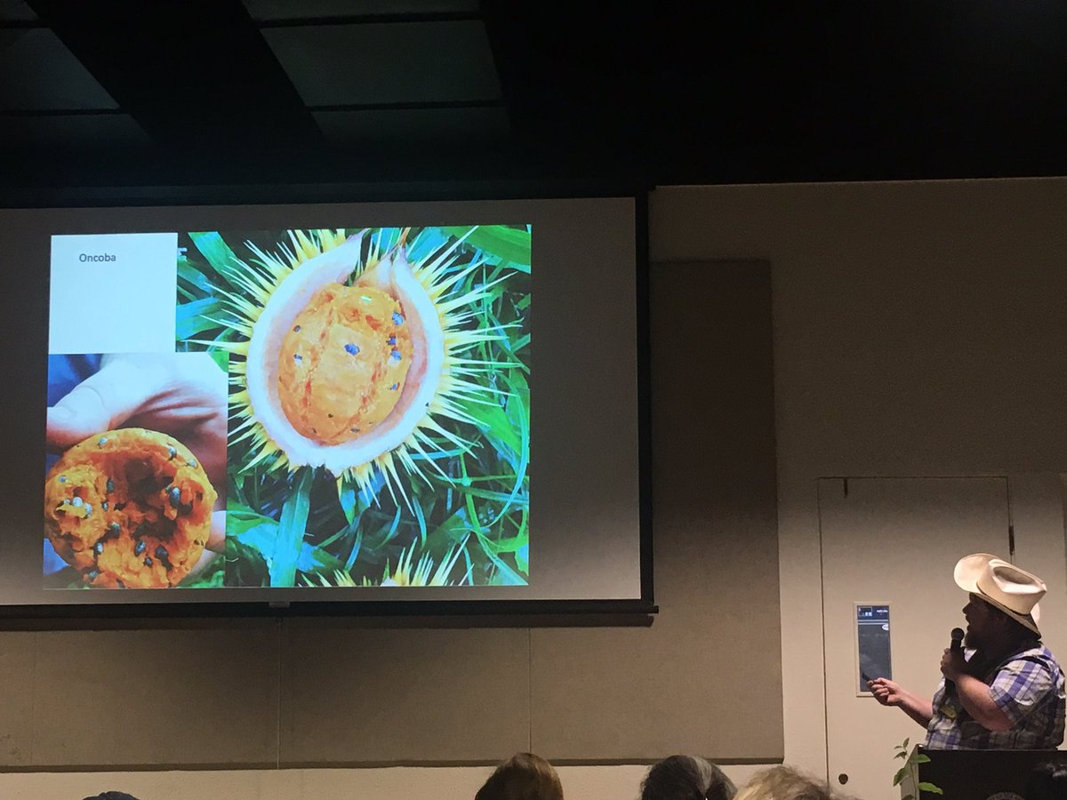 ValenzuelaJohn's tweet image. Oncoba fruit from Africa!
Steven Murray's talk #CRFG #festivalofruit2019