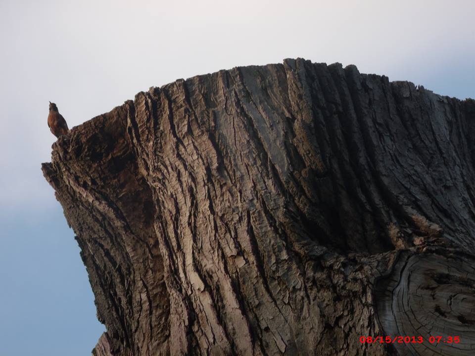 Suzanna_danna's tweet image. Enjoy the weekend  Be sure to get R &amp;amp; R &amp;amp; think about finding a perching spot to gaze at sun &amp;amp; cloud formations~found this interesting tree trunk while out walking. It was still probably about 50' tall, stretching to the sky. A most interesting site — #WalkingwithCamera