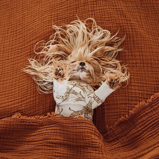 williecute's tweet photo. You guys! Willie has never felt so loved, thank you for all your hearts + sweet comments during her recovery time! We were actually quite blown away by it.  She got her stitches out and she’s back at her 98% bossy self + napping has resumed back to normal 😆🤩 LOVE + big hugs … https://t.co/f2SupK18vr