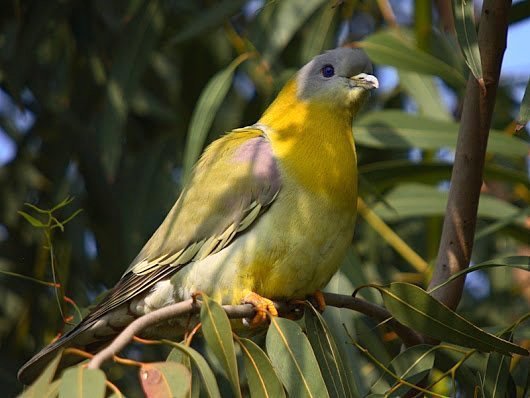 a_london_pigeon's tweet photo. MT Sudhir Krishnan @bruty2006 Yellow-footed Green-pigeon (Treron phoenicopterus); Chennai #India #archive_tweetage #Sep2018
[Closer-related to African Green-pigeon species than to other Asian Green-pigeons .. particularly to Bruce’s Green-pigeon (Treron waalia) 2nd pic] https://t.co/5T5X028qXj