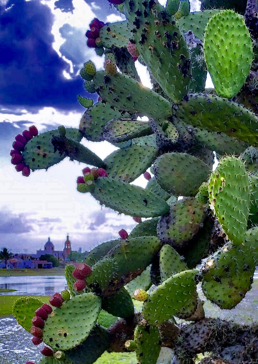 ojuelosjalisco's tweet photo. Un día de verano en @ojuelosjalisco. Fotografía de Mauricio Delgadillo. ¿Por cierto, sabías que Ojuelos es uno de los ppales. productores de tuna en el centro de #México?. Es además punto nodal del Camino Real de Tierra Adentro, declarado como Patrimonio Cultural por la @UNESCO https://t.co/lAL3oxhDSZ