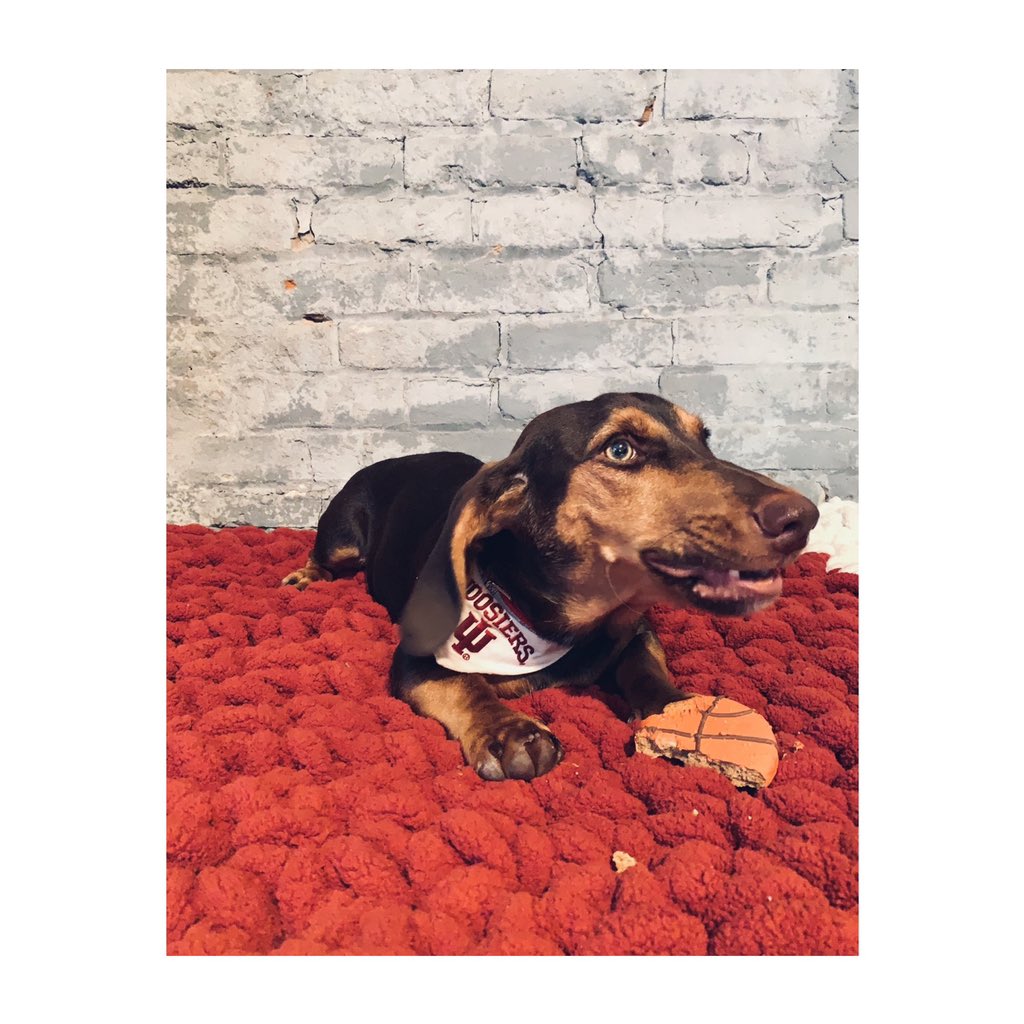 mmhovious's tweet photo. Good boy #Archie is getting pre-season ready for the Hoosiers!! 🐶🏀

The goodest 6th man around! @IUBloomington @IndianaMBB https://t.co/UZ6JgccZuq