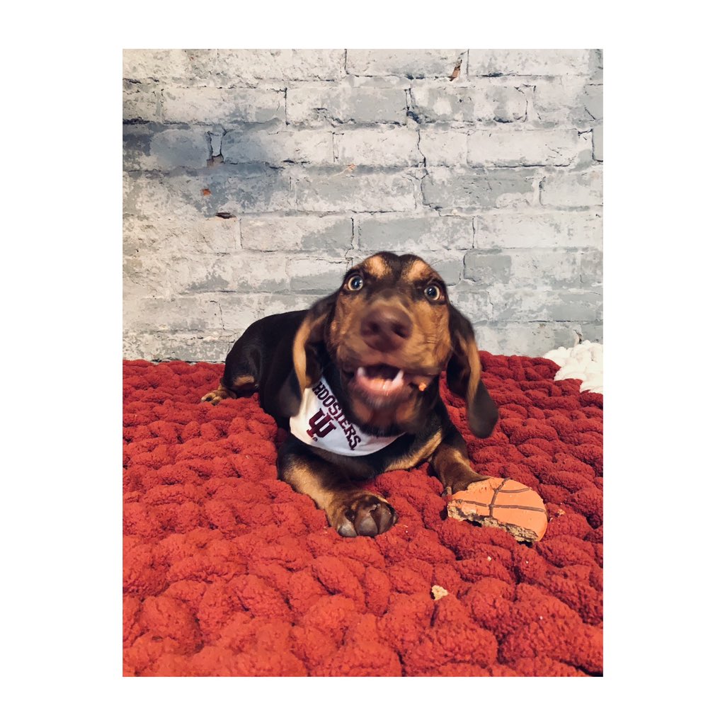 mmhovious's tweet photo. Good boy #Archie is getting pre-season ready for the Hoosiers!! 🐶🏀

The goodest 6th man around! @IUBloomington @IndianaMBB https://t.co/UZ6JgccZuq