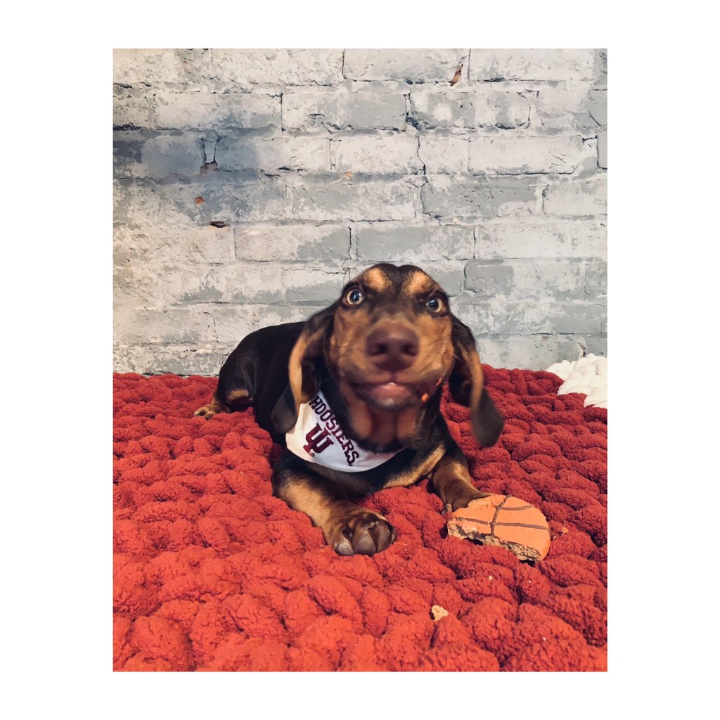 mmhovious's tweet photo. Good boy #Archie is getting pre-season ready for the Hoosiers!! 🐶🏀

The goodest 6th man around! @IUBloomington @IndianaMBB https://t.co/UZ6JgccZuq