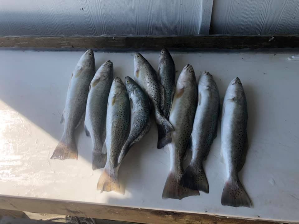 fin_finder's tweet image. Reminiscing about our catch last weekend #MyFinFinder #LoggingContest #catchoftheday loom.ly/dmGD8GY