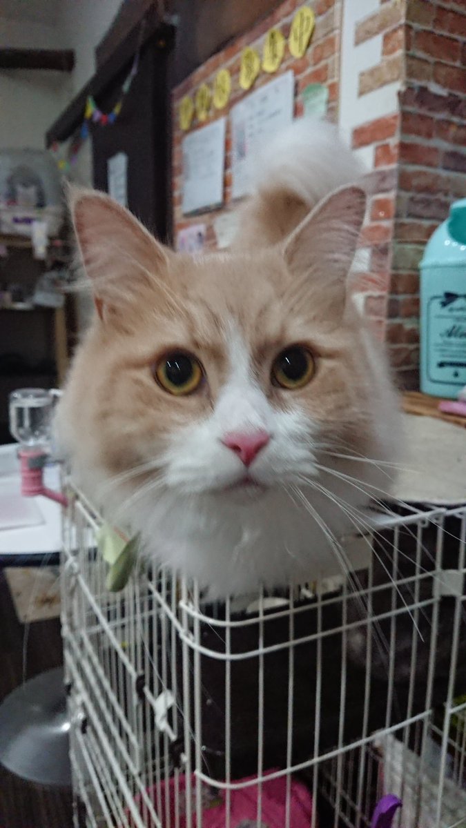 Munch_cat_v's tweet photo. 個性豊かなメンバー🐱

#猫 #保護猫 #保護猫カフェマンチカン #鶴橋 #スタッフ猫 https://t.co/wtG3WLK37e