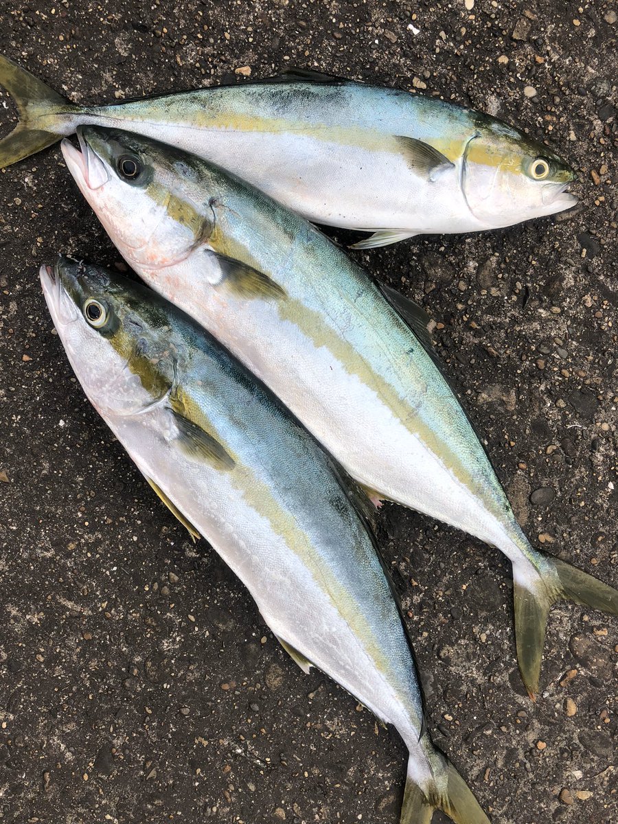 鹿島釣り日記 今朝のヒラマサ 連休最終日 最高の気象設定に恵まれ久々のヒラマサチャレンジ 手を変え品を変え色々試しましたが 1番食うアクションはタダ巻き 笑 ヒラマサ 鹿島港 鹿嶋港