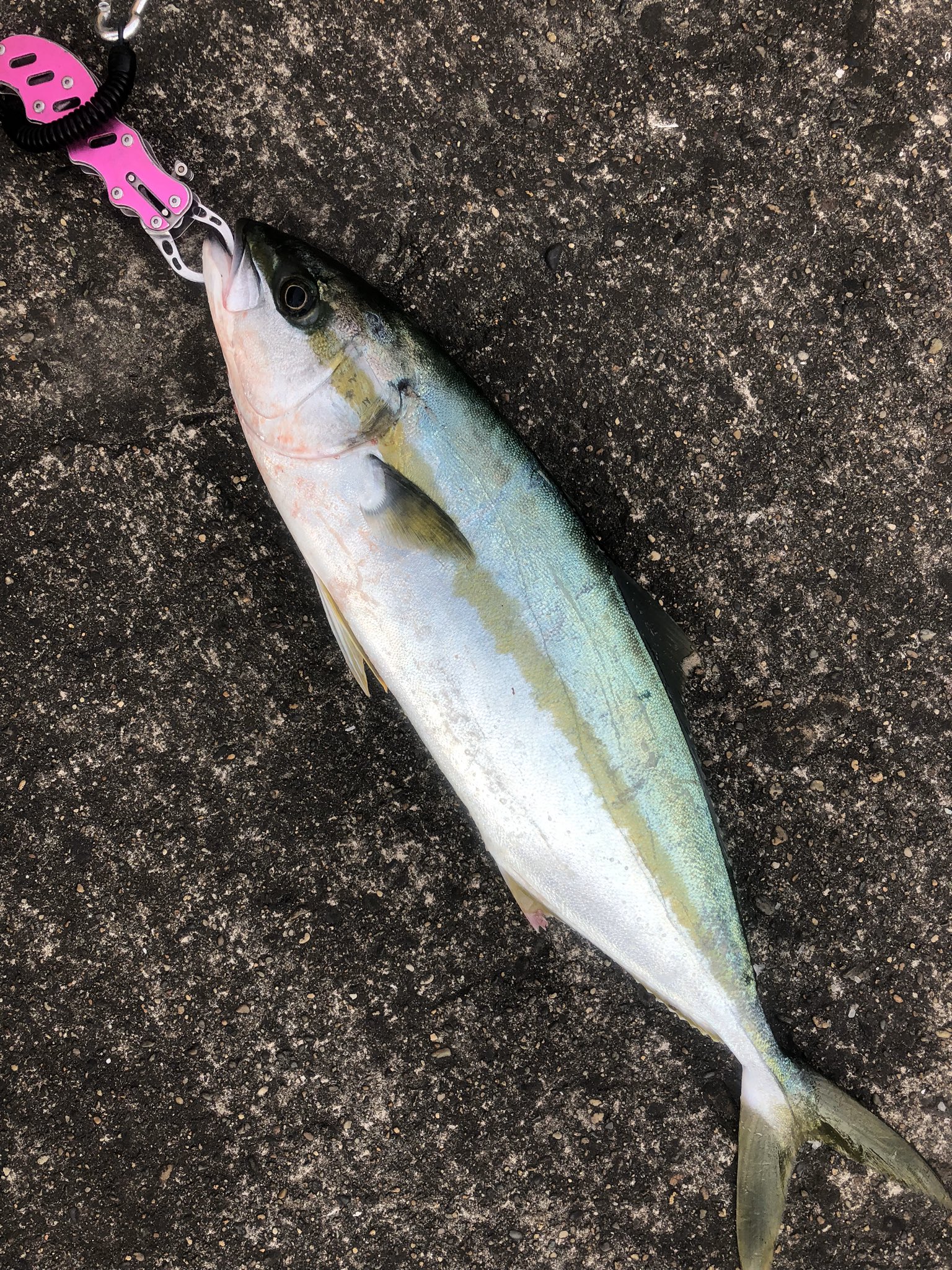 鹿島釣り日記 今朝のヒラマサ 連休最終日 最高の気象設定に恵まれ久々のヒラマサチャレンジ 手を変え品を変え色々試しましたが 1番食うアクションはタダ巻き 笑 ヒラマサ 鹿島港 鹿嶋港