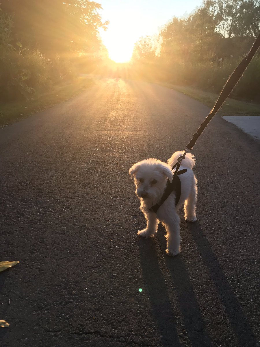 angieland10's tweet photo. Beautiful sunset walk with pup ❤️🐶 #walkingmeditation https://t.co/R3bxA2L56Q