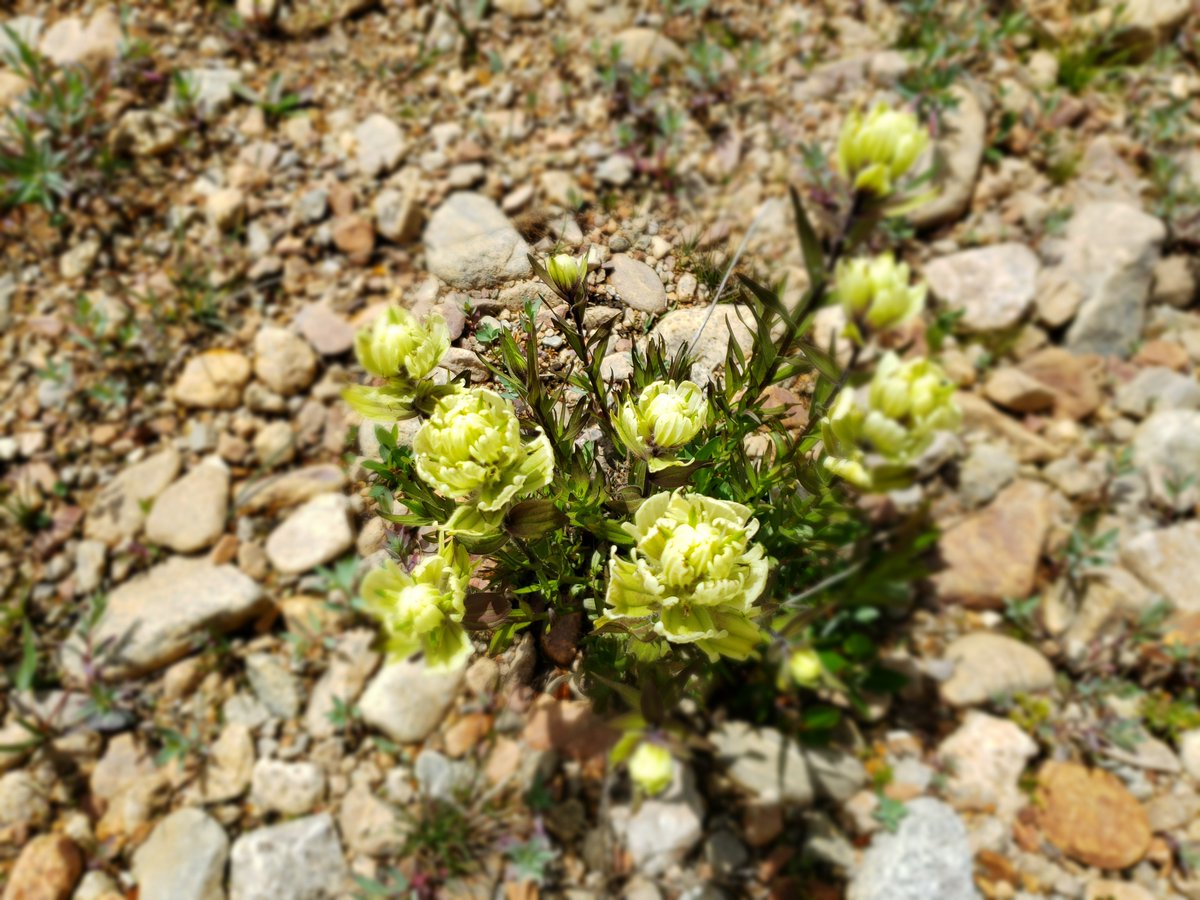 burnside4141's tweet photo. Even though it might be #elkscouting, there is so much beauty in the Rocky Mountains; just have to take the time to stop and look at it. These mountain wildflowers from the past week are an example! #wildflowers #Flowers #mountains  #alwaysoutside #EHGTribe https://t.co/cmylGG7kUS
