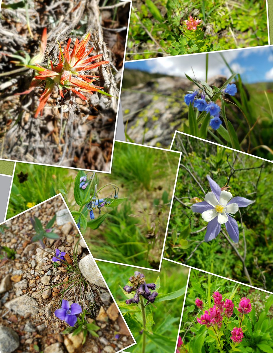 burnside4141's tweet photo. Even though it might be #elkscouting, there is so much beauty in the Rocky Mountains; just have to take the time to stop and look at it. These mountain wildflowers from the past week are an example! #wildflowers #Flowers #mountains  #alwaysoutside #EHGTribe https://t.co/cmylGG7kUS