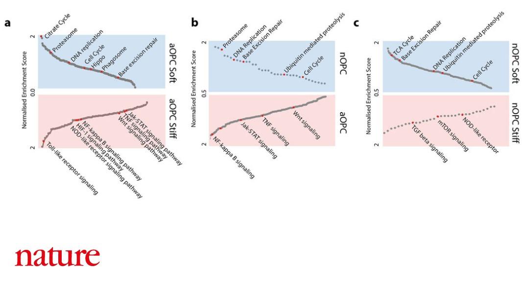 A Nature study shows that aged progenitor cells in the rat central nervous system can be made to behave as young cells by reducing the stiffness of the tissue microenvironment, or by inhibiting the mechanosensitive protein PIEZO1. go.nature.com/2Z4TH4J
