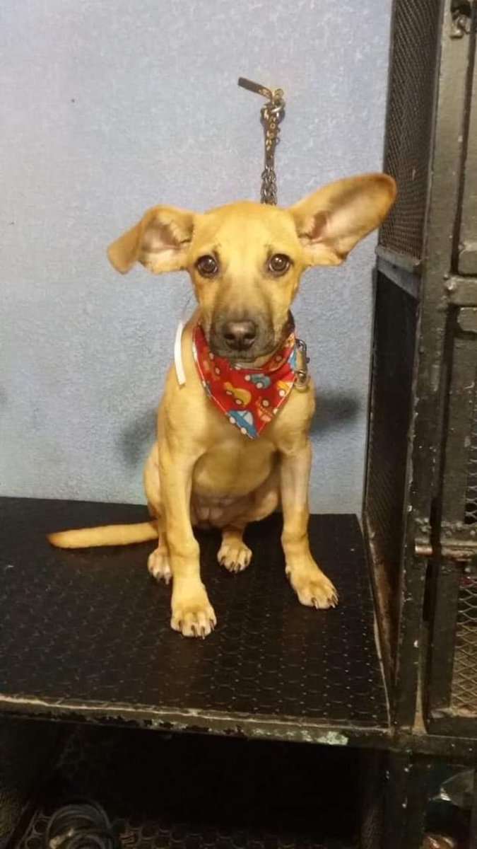 Apoyo_Croqueton's tweet photo. #AdoptaYCambiaUnaVida #EnAdopción #Shadet  4meses Cariñosa Juguetona Sociable Convive bien con gatitos y perritos  Ideal para una familia activa Vacunada Esterilizada #CDMX Talla mediana-grande Info: vale25002@gmail.com o 5549370109 @nydiacervera @EEYYYAA @AdoptaMx @MexicoAdopta https://t.co/9tdjpL9i7i