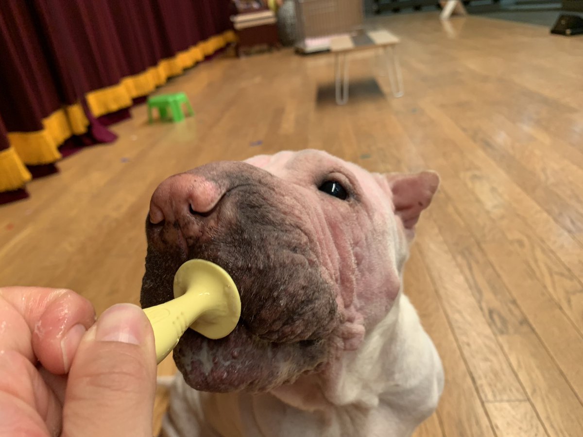 プーキーズ Sns映えする写真が撮れる 犬用おやつ のはずだった 笑 プーキーズ もやちゃん みぃちゃん ドギーマン ワンペロロ 怖い写真ばっか撮れる みぃちゃんは成功したけどね