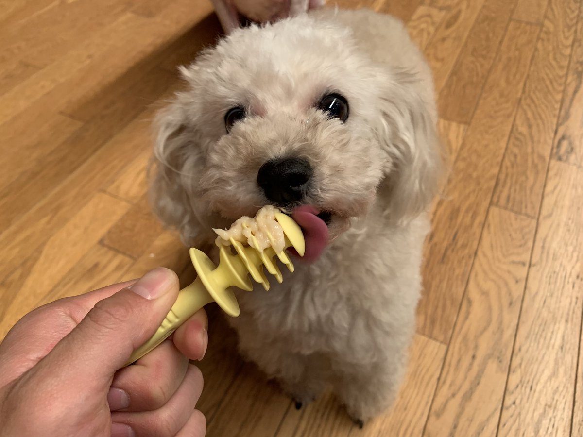 プーキーズ Sns映えする写真が撮れる 犬用おやつ のはずだった 笑 プーキーズ もやちゃん みぃちゃん ドギーマン ワンペロロ 怖い写真ばっか撮れる みぃちゃんは成功したけどね