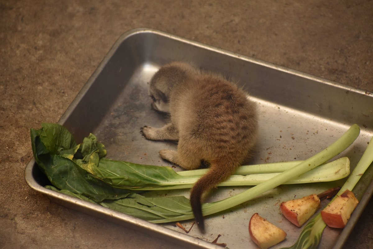 えさバットの上ですやすや ミーアキャットの赤ちゃんがかわいい ライブドアニュース