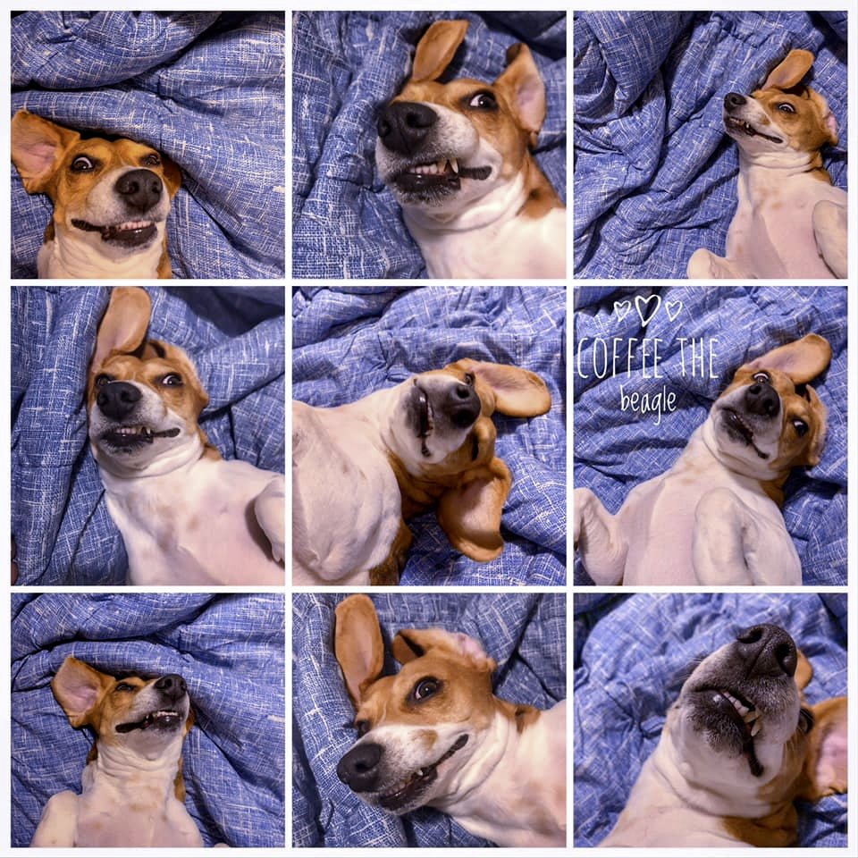 addictivebrain's tweet photo. With the help of the other guys, we found a shelter that would take both of them in for the night. Called an Uber and sent them to the shelter.
All because of our smart little sniffer.
#beagles @THS_tweet #HumanityFirst #Humanity #lifesavor #heroes @Megan_MWT @beaglefacts https://t.co/uFJ2hpY1Op