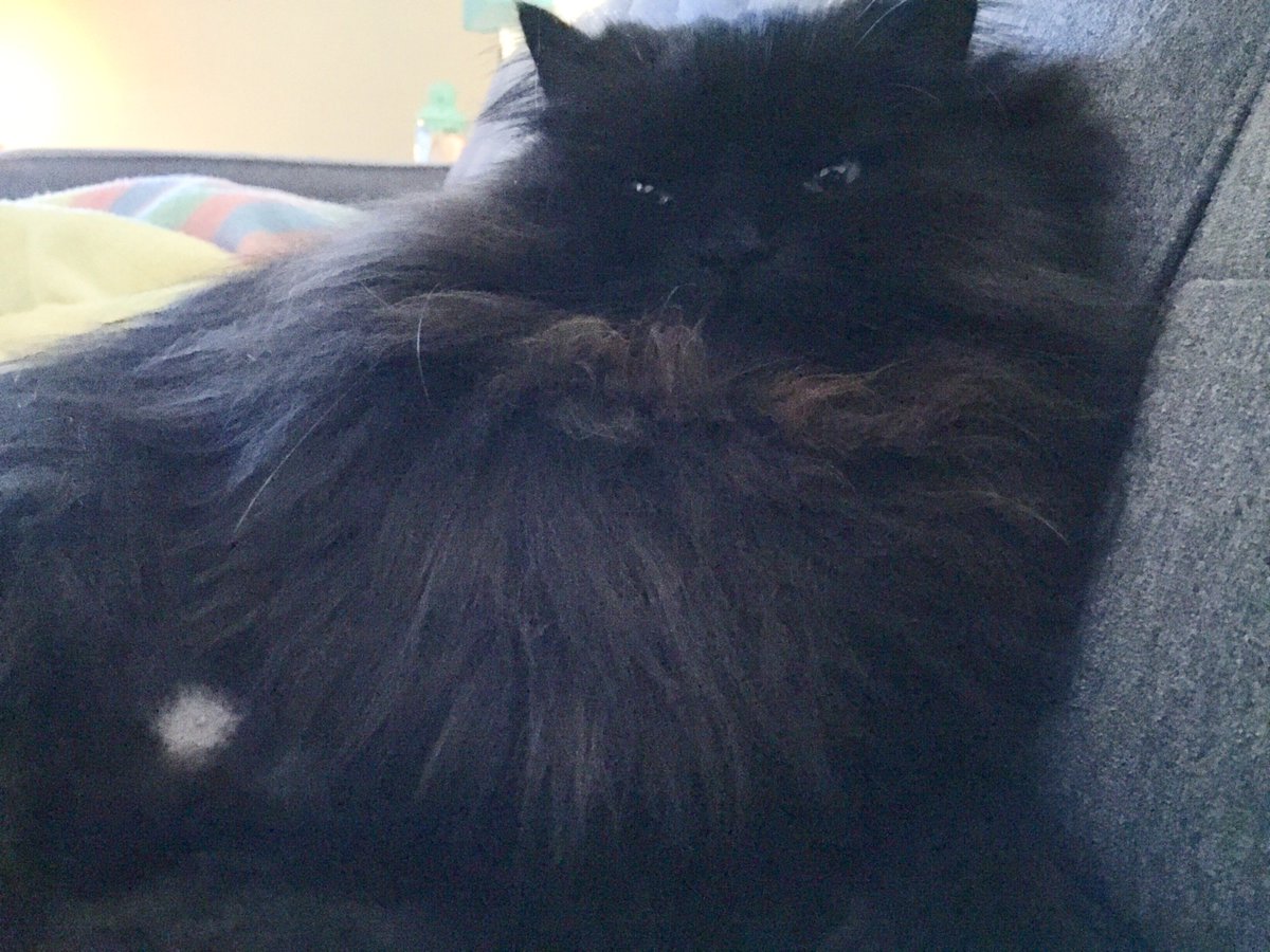 Oh how I do love this majestic little weirdo. #BlackCatAppreciationDay <a href="/DouglasBFurr/">Douglas Berton Furr</a>