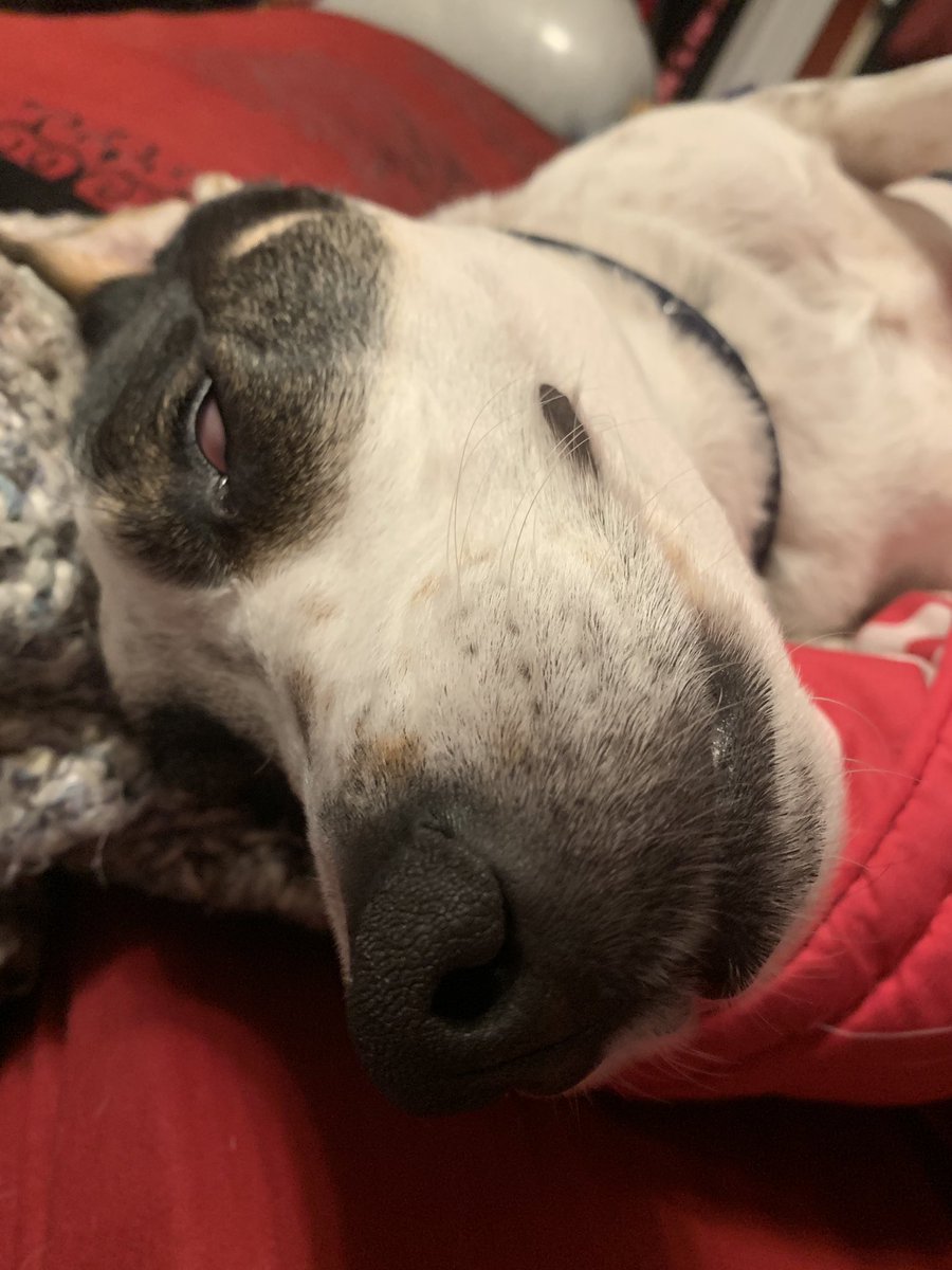 write_to_live's tweet photo. Who do you call when your dog malfunctions? #DreamingDogs #ServiceDog #DogTrust https://t.co/yAFbr6LOQ6