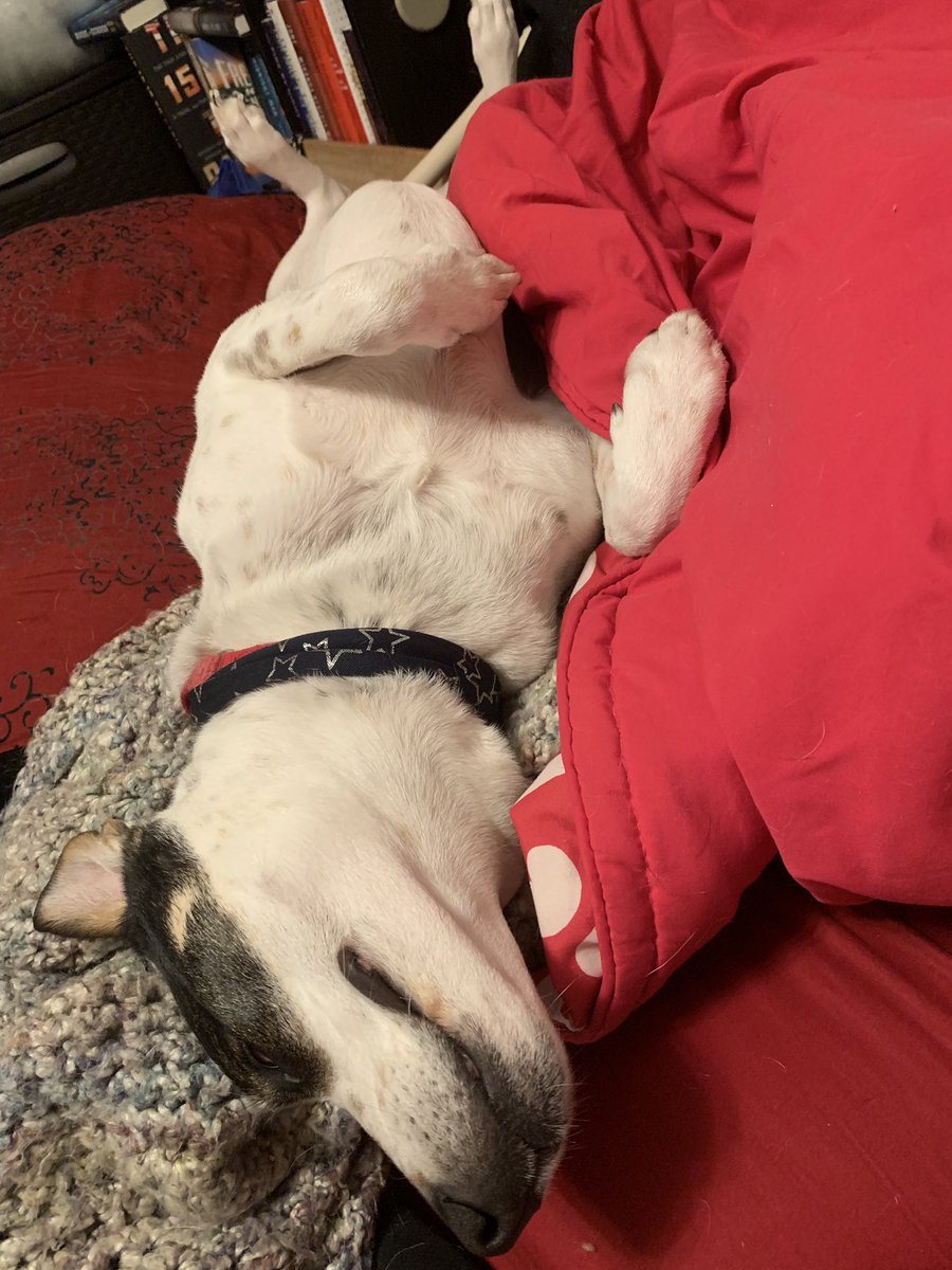 write_to_live's tweet photo. Who do you call when your dog malfunctions? #DreamingDogs #ServiceDog #DogTrust https://t.co/yAFbr6LOQ6