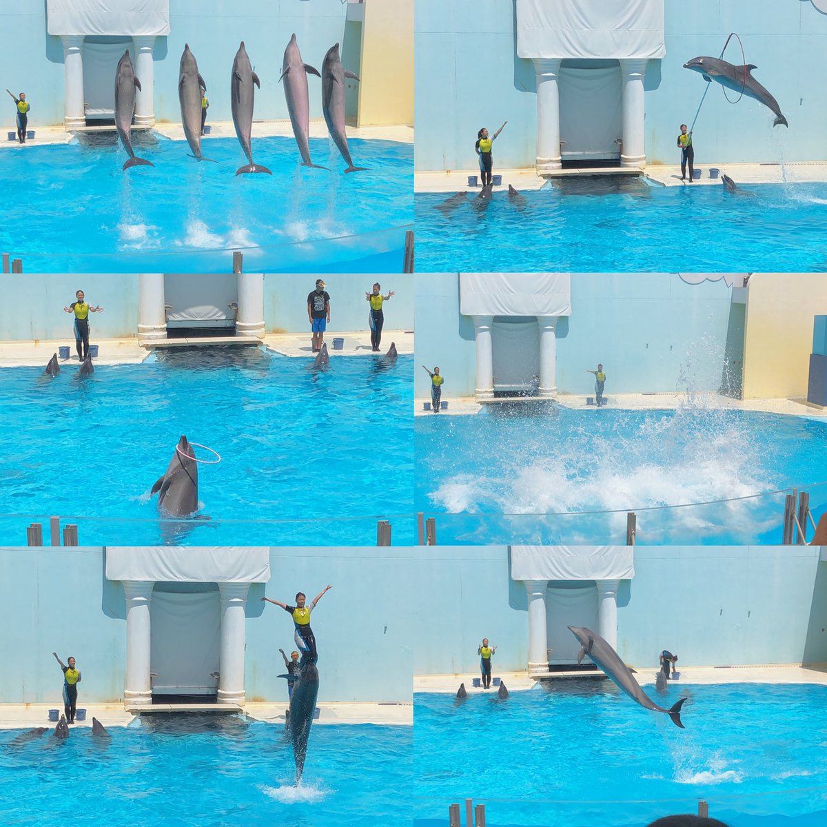 imu1325's tweet photo. 須磨海浜水族園と須磨海岸行ってきた！🐬
いっぱい生き物が見れてよかった！
特にイルカショーがめっちゃすごかった！
海にも行けたし楽しかった！☀️ https://t.co/sofWRFC0u0