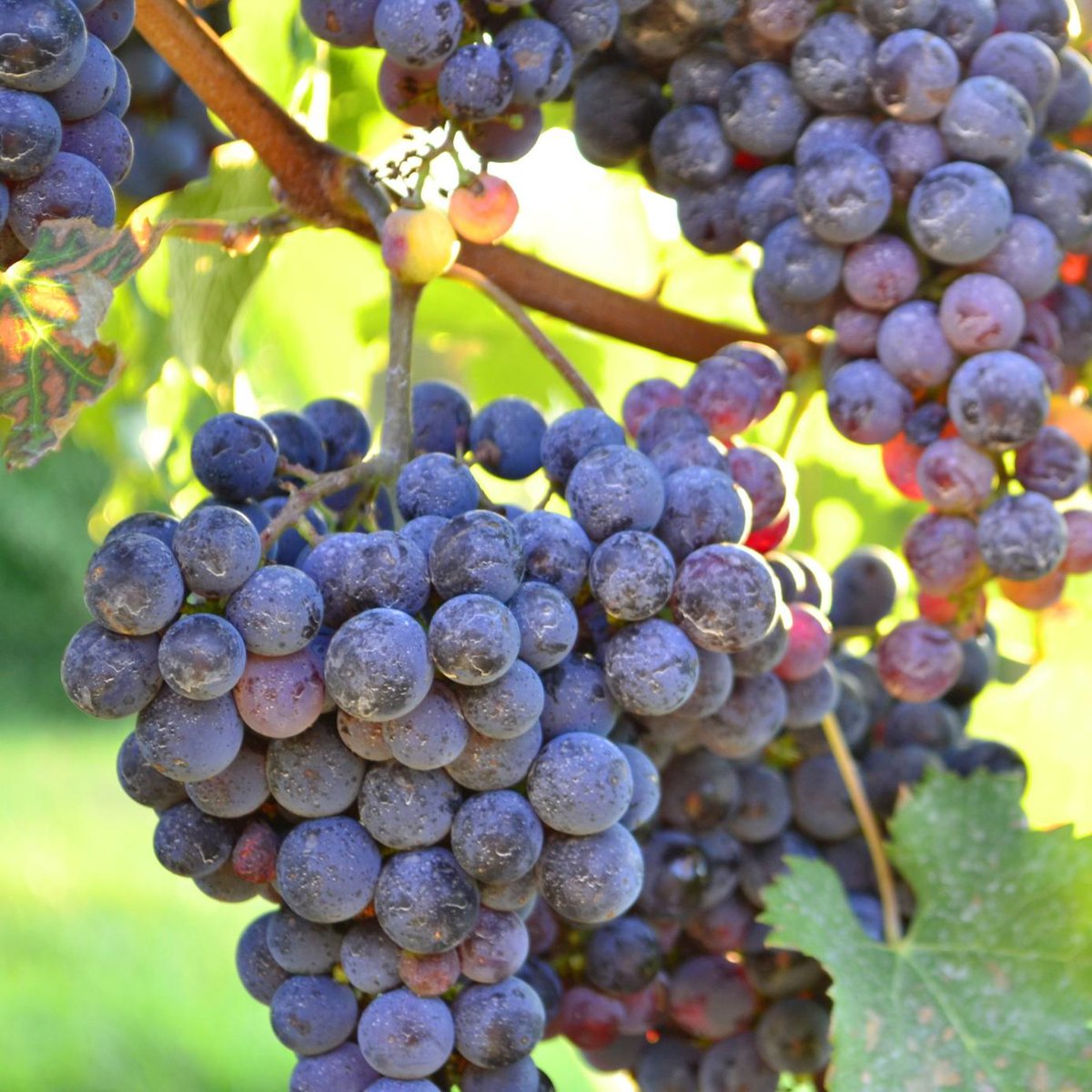 sippwine's tweet image. Happy #PinotNoirDay! Pinot is a fantastic wine, but a temperamental grape. With its rich color and complex flavors, it is largely considered one of the most hedonistic wines ever made. Elegant and berry-lie, its velvet flavor is the perfect addition to any affair. Cheers 🍷