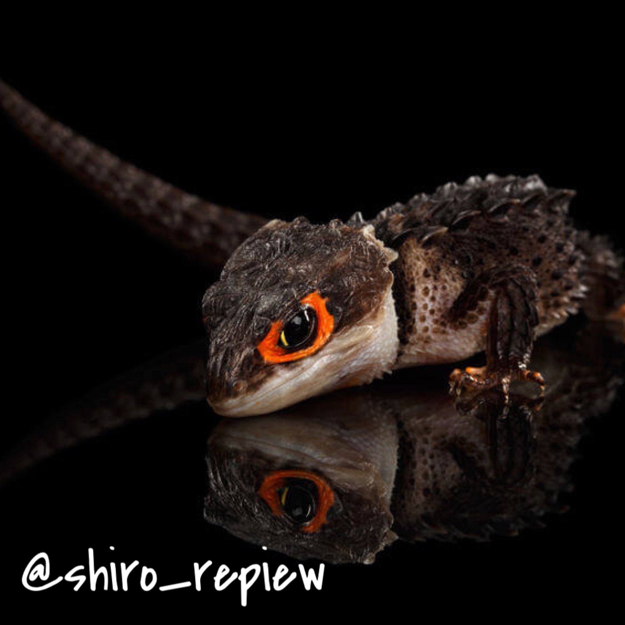 シロ アカメカブトトカゲっていう爬虫類がイケメンだから見て 爬虫類 爬虫類顔 アカメカブトトカゲ 爬虫類載せたらブァーって拡散されてフォローがいっぱい来るって聞いた 爬虫類好きと繋がりたい T Co Zypawnundf Twitter