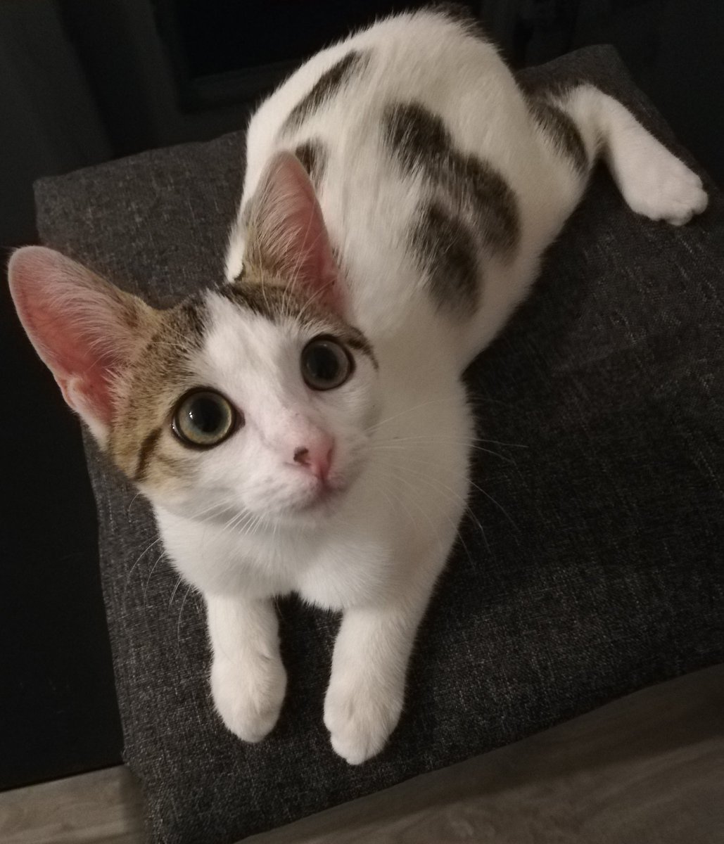 asso_pepito's tweet photo. Petite femelle de 4 mois à l'adoption.
Câline et joueuse.
DM pour plus de détails.
Merci de RT https://t.co/aFYoWlkVNG
