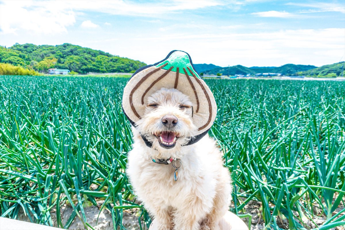 かぶりもの犬 まんぺい かぶりもの犬 まんぺい 全国行脚の旅 其の三十七 兵庫県 玉ねぎ かぶりもの犬まんぺい旅blog T Co G3xiyoremu Baseec かぶりもの犬まんぺい 全国行脚の旅 兵庫県 淡路島 Awajishima 玉ねぎ たまねぎ Onion