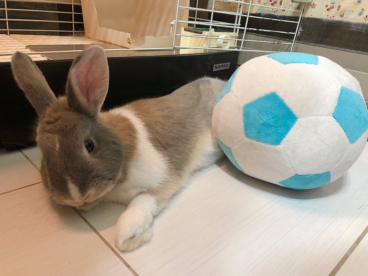 tunnnyu's tweet photo. 胖胖舒適的🐰 https://t.co/OQFC3SLwMI