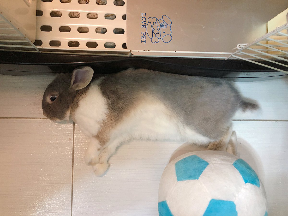 tunnnyu's tweet photo. 胖胖舒適的🐰 https://t.co/OQFC3SLwMI