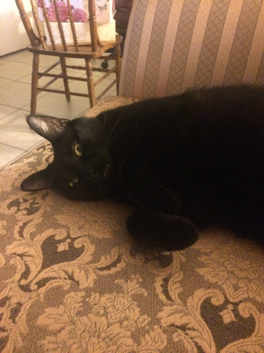 ProfCereal's tweet photo. Its #BlackCatAppreciationDay and I guess its time I finally show the portrait @poorlycatdraw did of my son in his favorite sleeping position. Thanks again I love it lol https://t.co/RUptn9sbUc