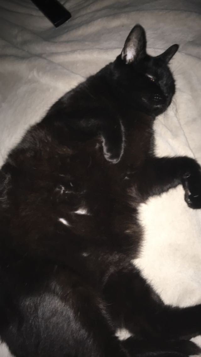 ProfCereal's tweet photo. Its #BlackCatAppreciationDay and I guess its time I finally show the portrait @poorlycatdraw did of my son in his favorite sleeping position. Thanks again I love it lol https://t.co/RUptn9sbUc