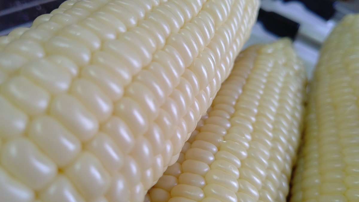 marnyie's tweet photo. スーパーでしろとうきびを買ってきた
もいだときから鮮度は落ちていくので
皮つきのまま買って、皮を１枚残して
水から入れて煮立たせないで
ゆらゆらで１５分くらい
ゆであがったら水分が抜けてしわしわに
ならないようにラップでくるんでおく
うん。うまそうだ https://t.co/jDB0OryjWY