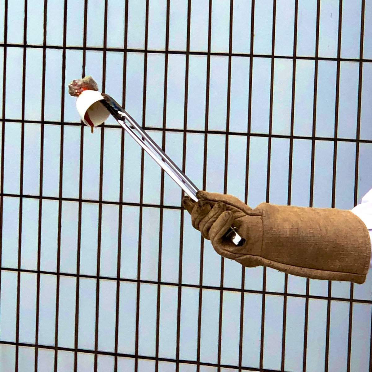 火山たん 地学系vtuber على تويتر こちらは気象台による火山噴火の実験だよ メントスとコーラを使って爆発を起こしているんだよね