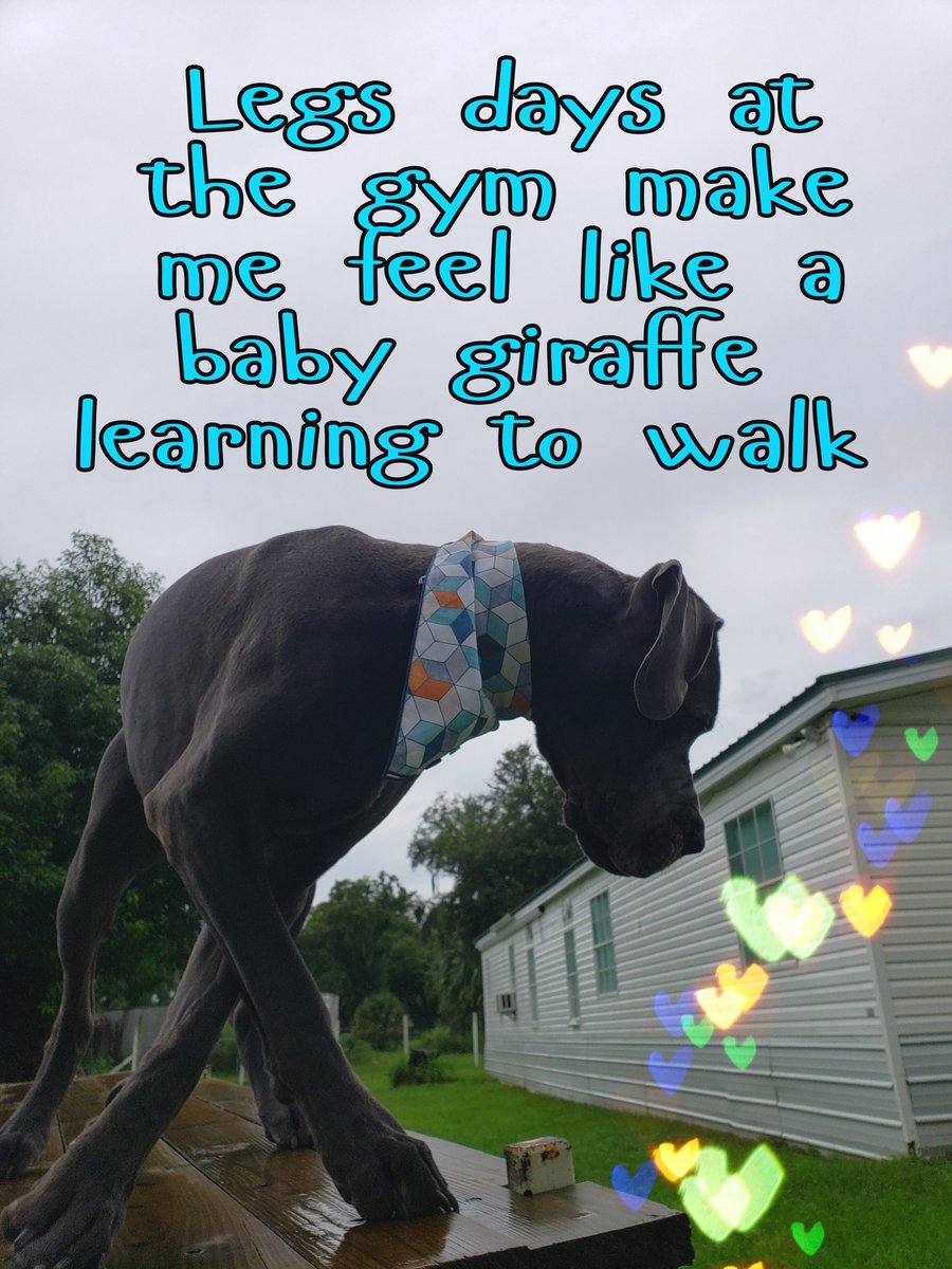 FergusGreatDane's tweet photo. 🤣🤣🤣 #stumbleduponthis #everybodysshuffling #slipslidingaway
Bandana inspirationbytogo Etsy shop 🧡💙🧡 #inspirationbytogo
@dog_rates @dogcelebration
...
#greatdane #bluegreatdane #FergusTheBlueGreatDane #greatdanes #dogs #giantbreed #dogsoftwitter https://t.co/b9ObXE5oPl