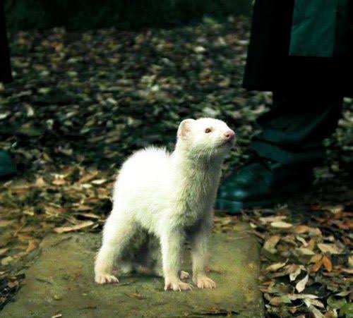 isadora zeferino tweet media