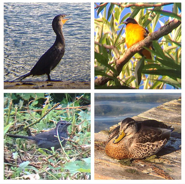 Ontario Place bird notes #11 | It’s a little more complicated to get around right now with so much going on - but still spotted a downy woodpecker, Baltimore orioles, warbling vireos, many cormorants, song sparrows, a blue-gray gnatcatcher, and a gray catbird.